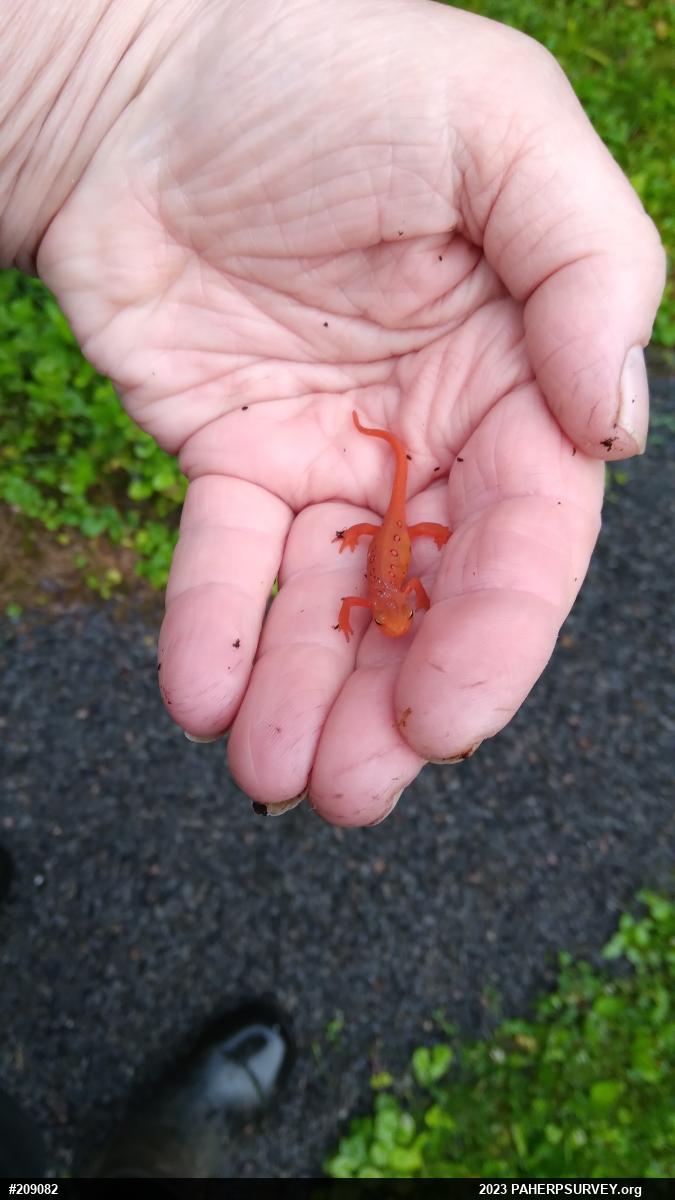 Red-spotted Newt