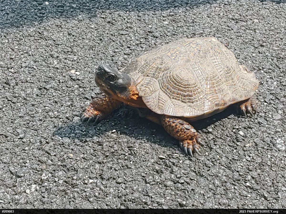 Wood Turtle
