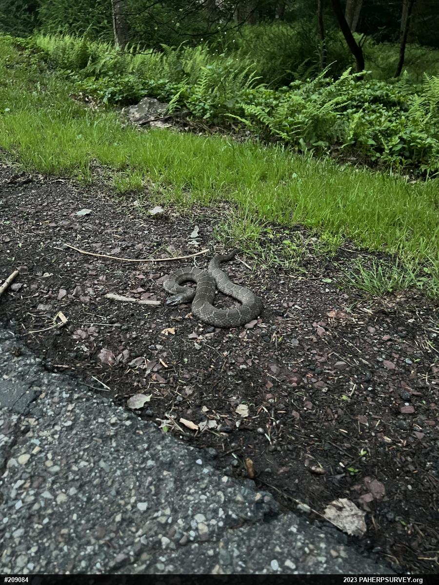 Northern Watersnake