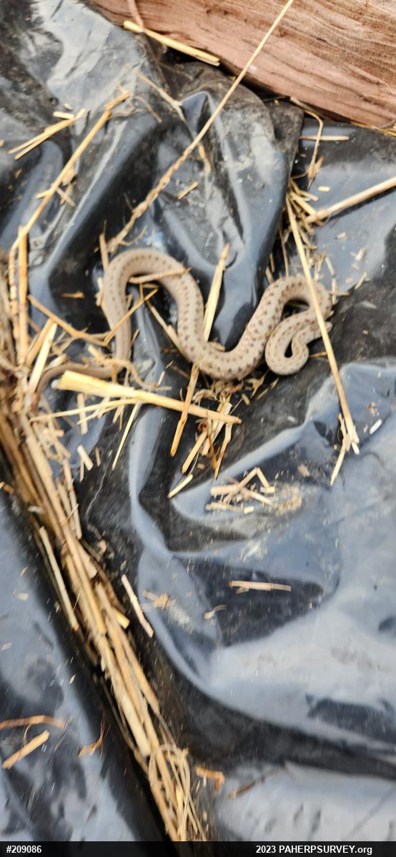 Dekay's Brownsnake