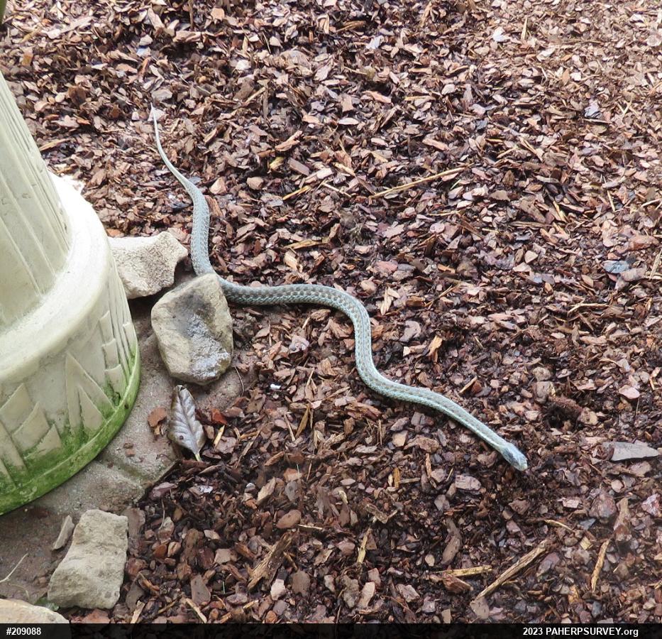 Eastern Gartersnake