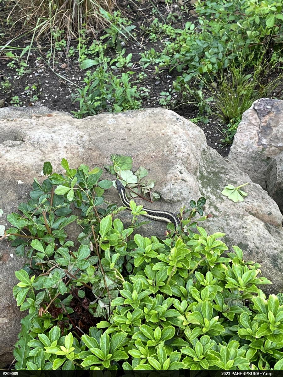 Eastern Gartersnake