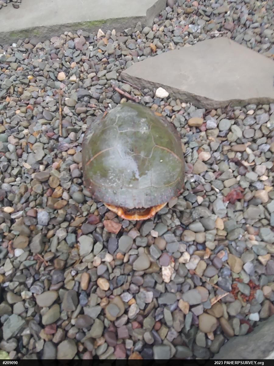 Midland Painted Turtle