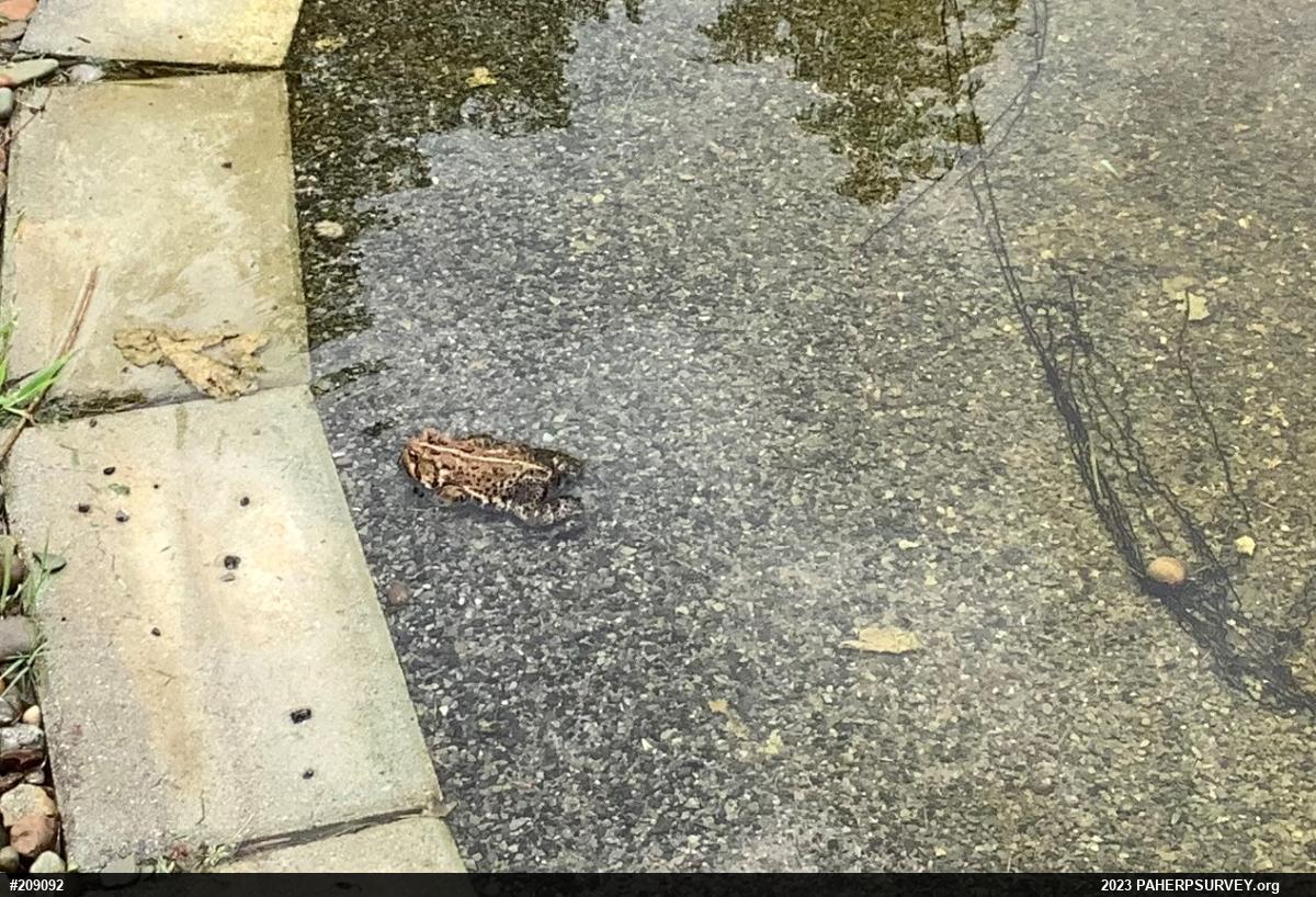 Eastern American Toad