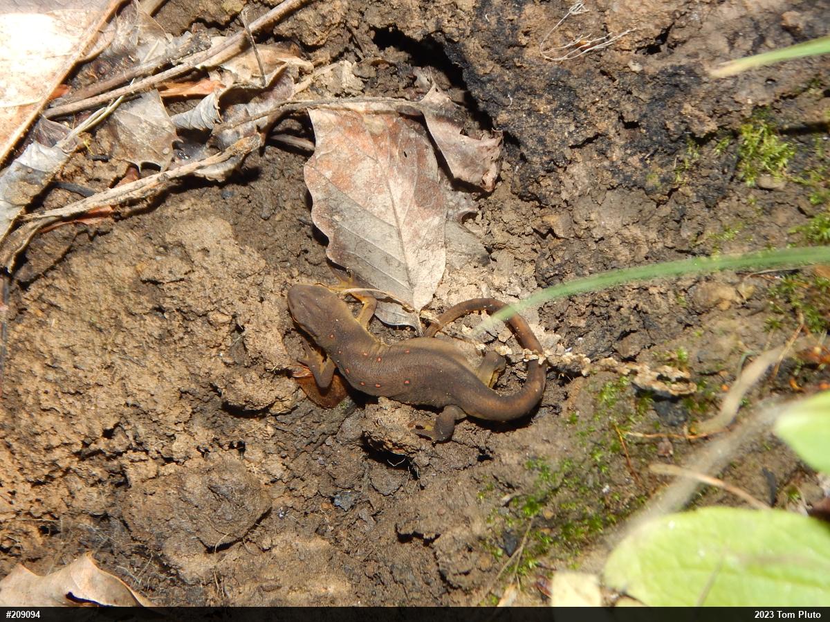 Red-spotted Newt