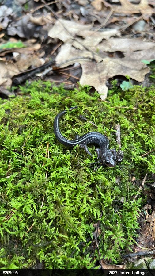 Wehrle's Salamander
