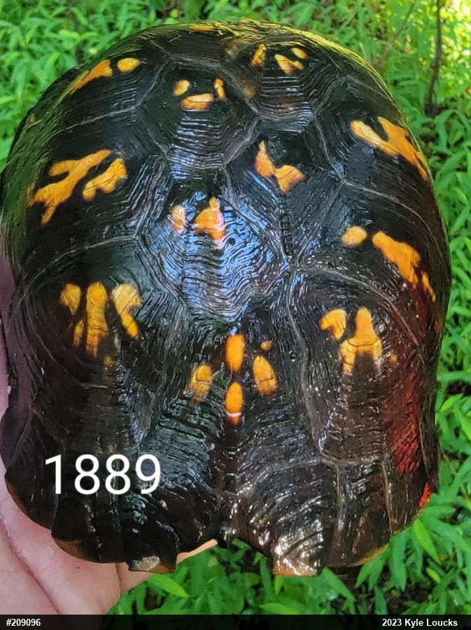 Eastern Box Turtle