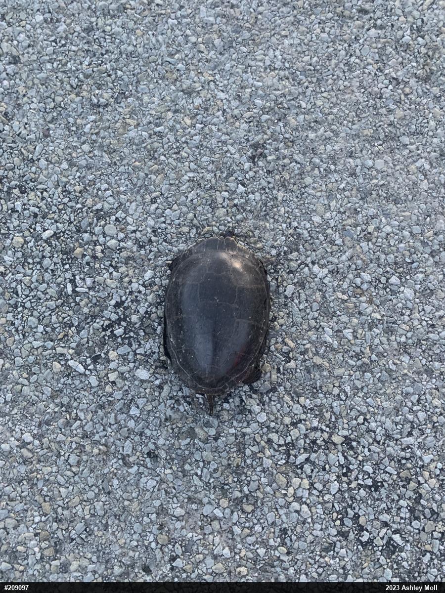 Midland Painted Turtle