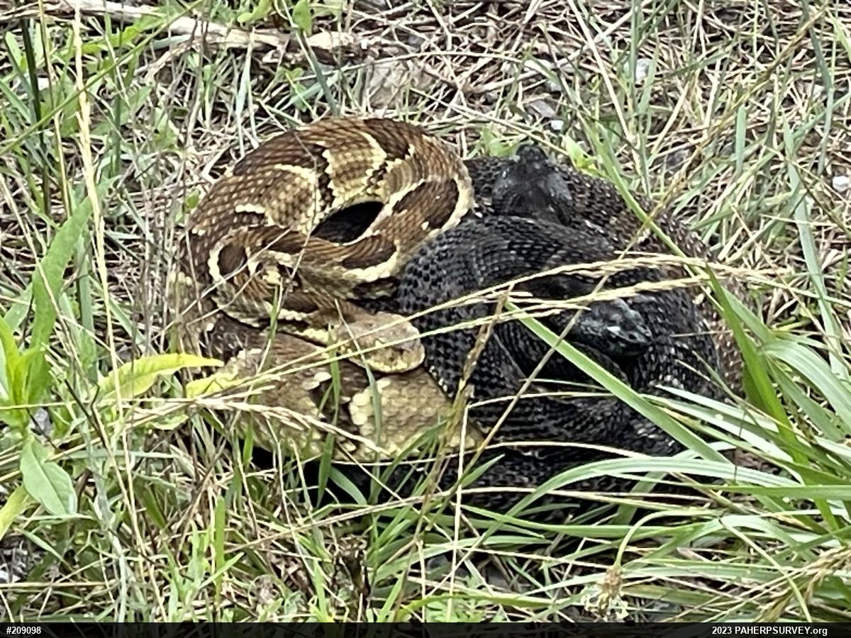Timber Rattlesnake