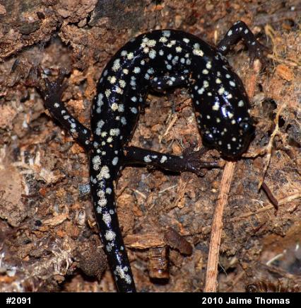 Northern Slimy Salamander