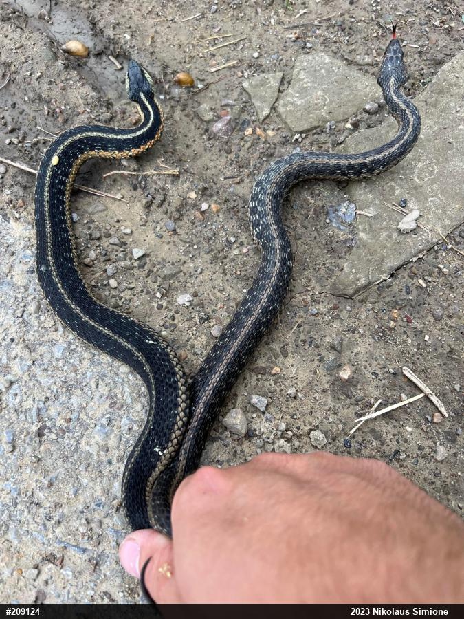 Eastern Gartersnake