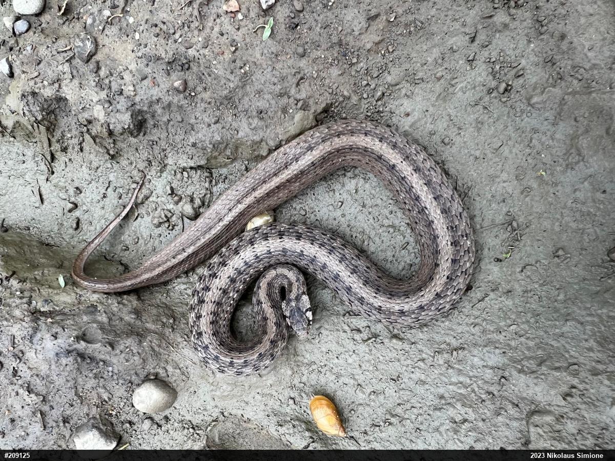 Dekay's Brownsnake