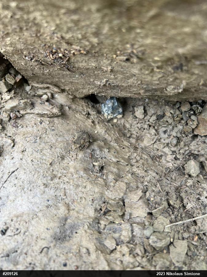 Eastern American Toad