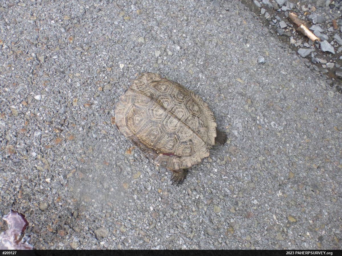 Wood Turtle