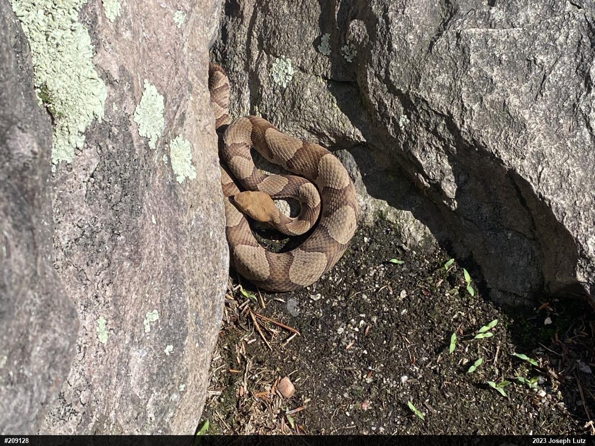 Northern Copperhead