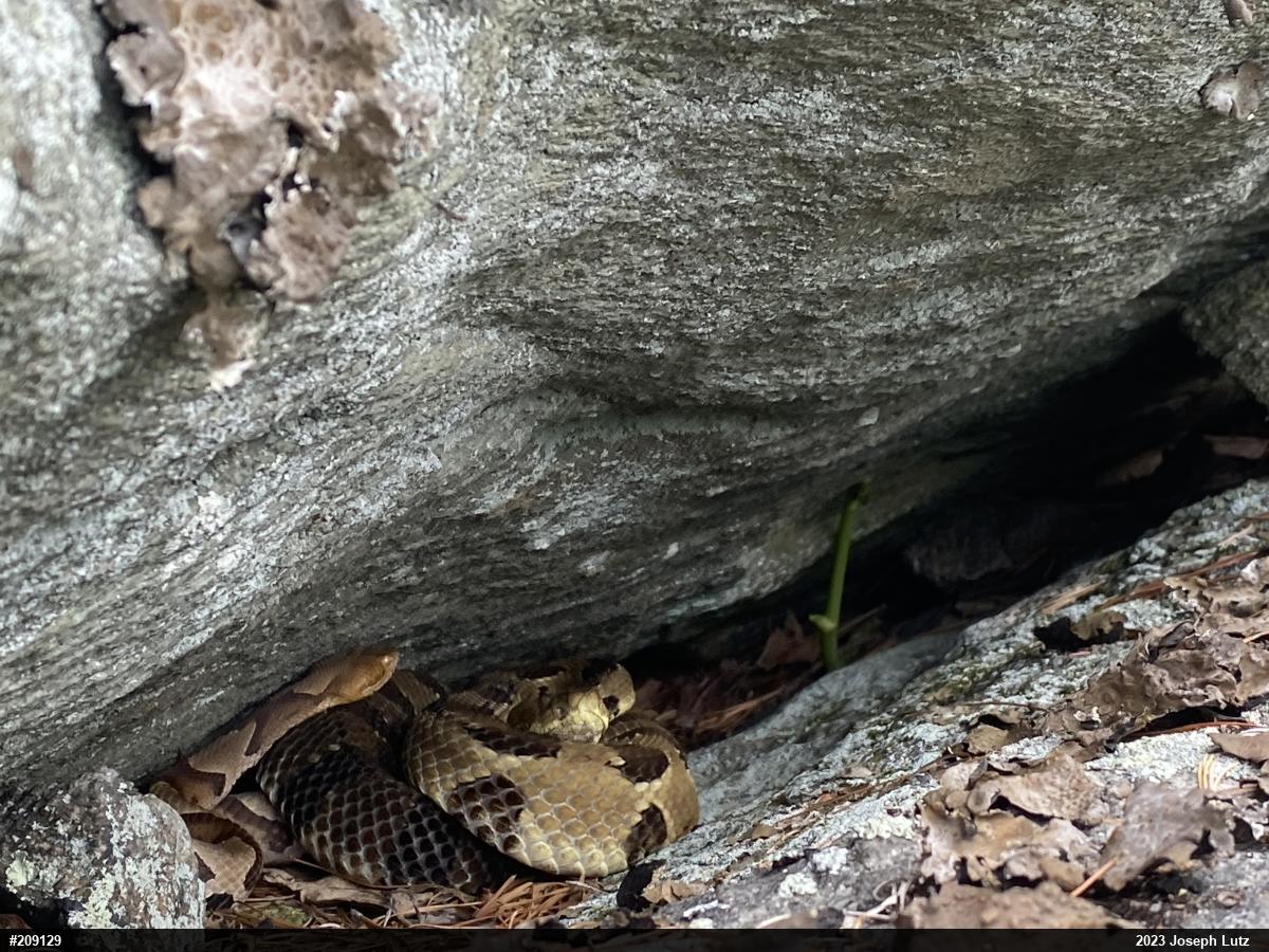 Northern Copperhead