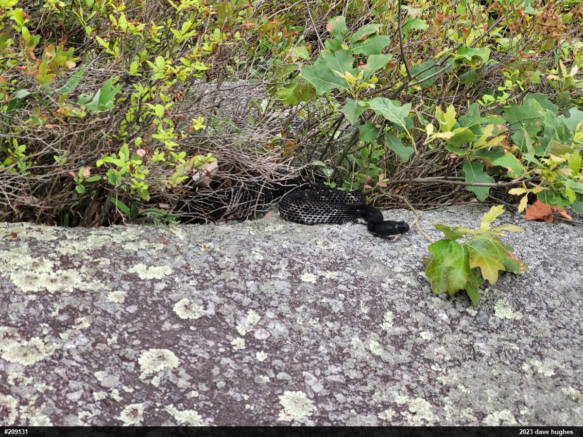 Timber Rattlesnake