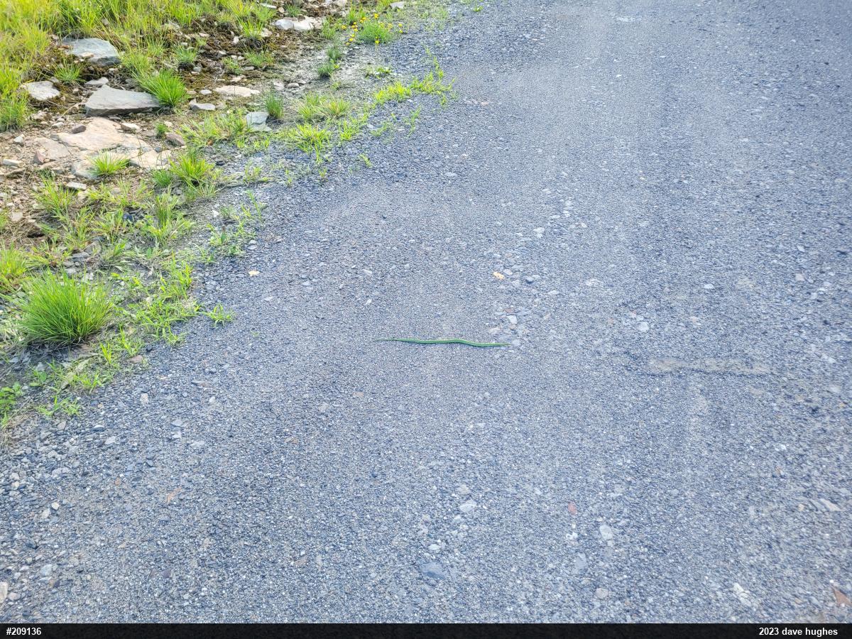 Smooth Greensnake