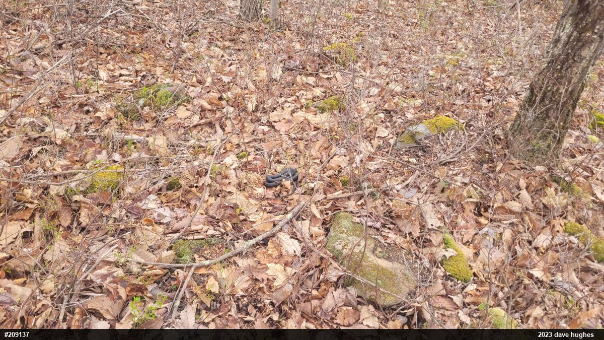 Northern Black Racer