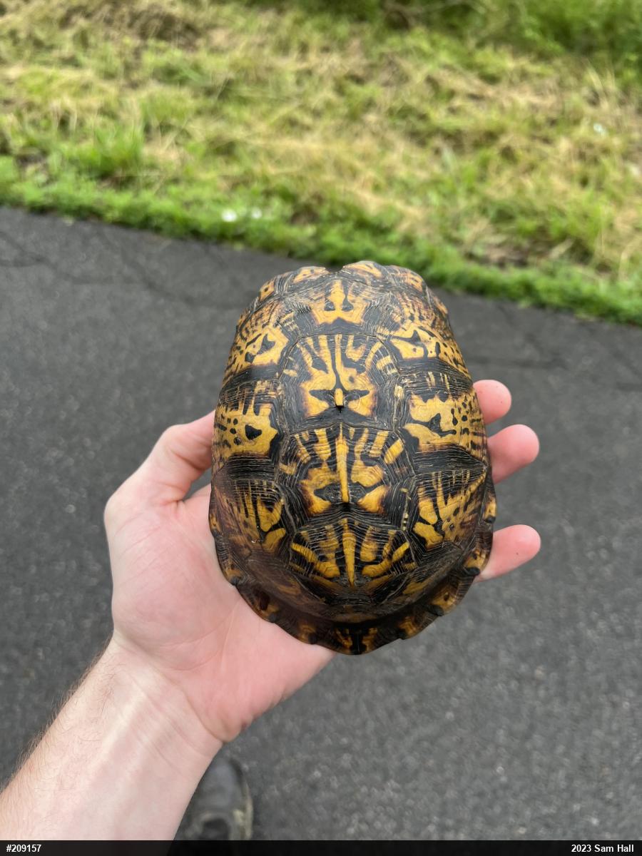 Eastern Box Turtle