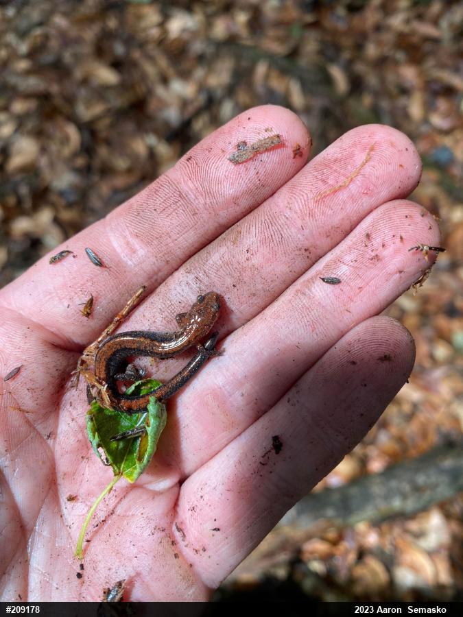 Eastern Red-backed  Salamander
