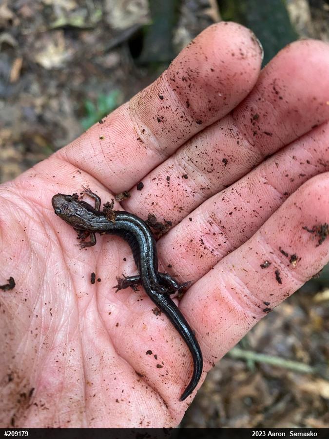 Allegheny Mountain Dusky Salamander