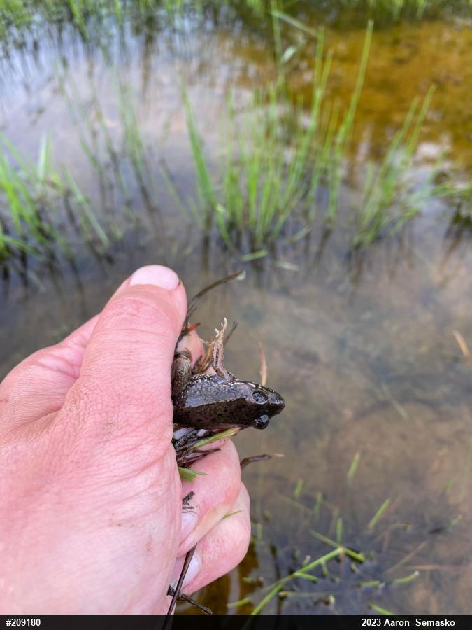 Green Frog