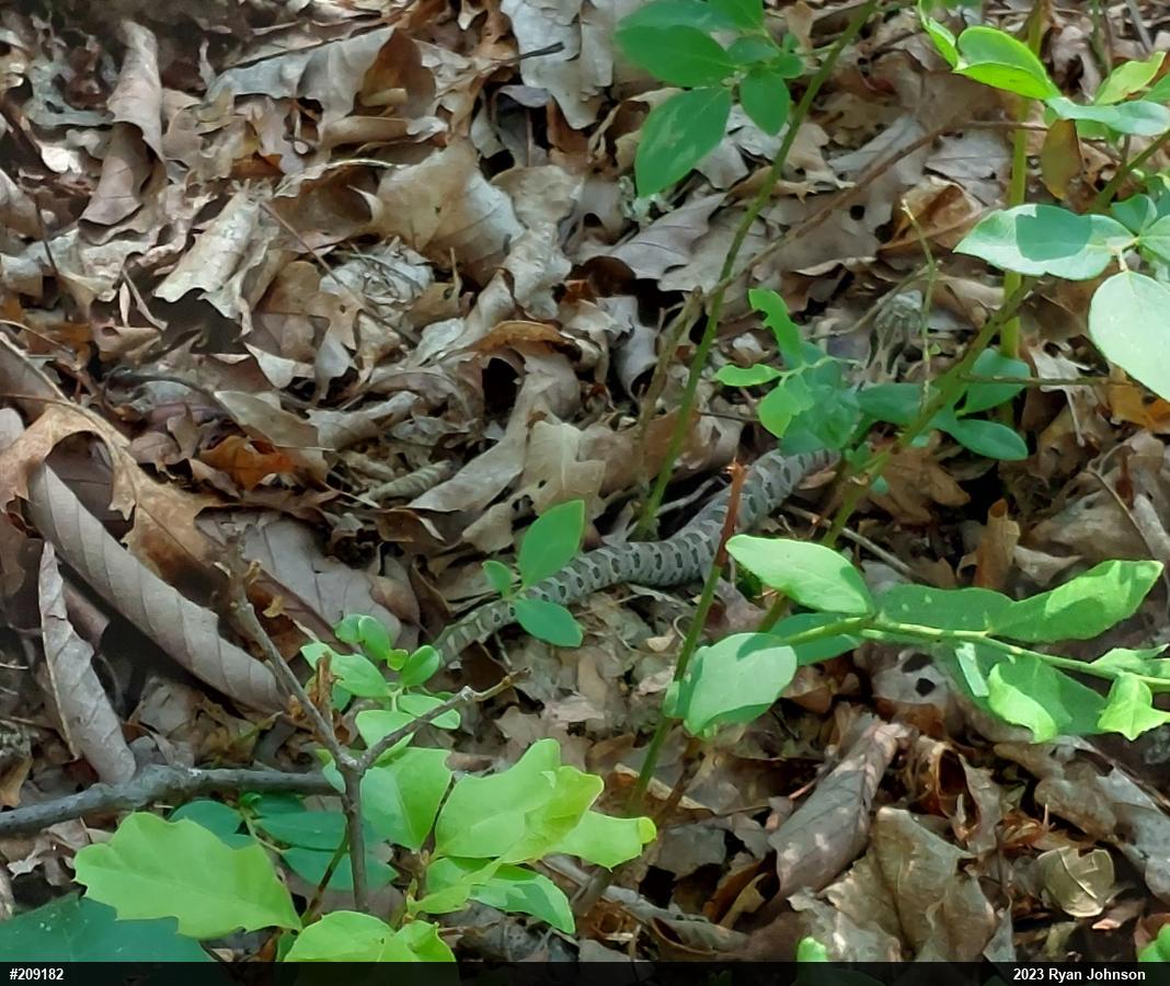 Eastern Hog-nosed Snake