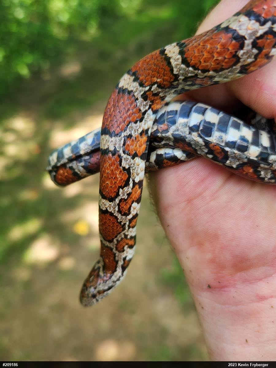 Eastern Milksnake