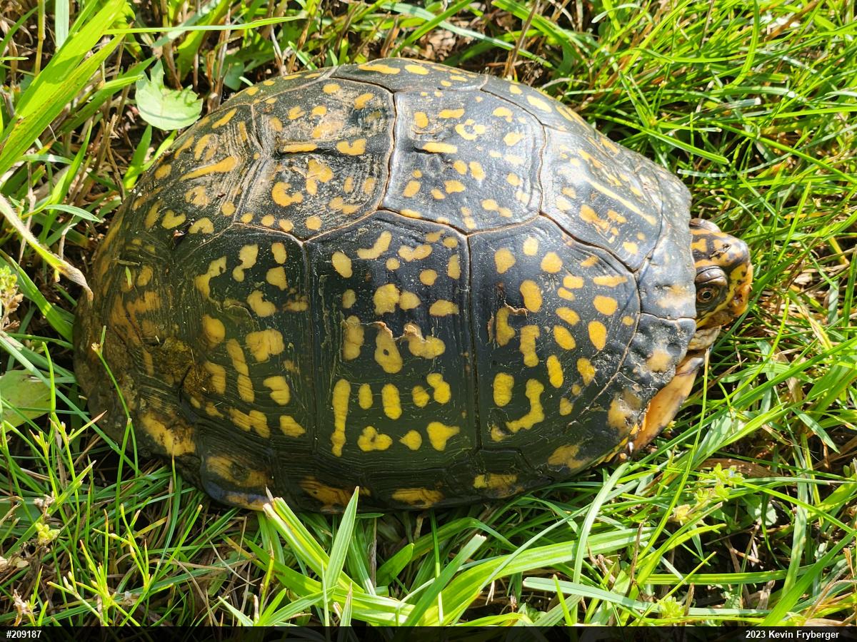 Eastern Box Turtle