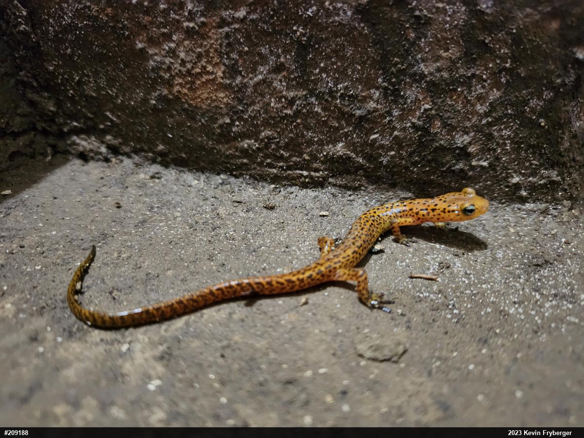 Eastern Long-tailed Salamander