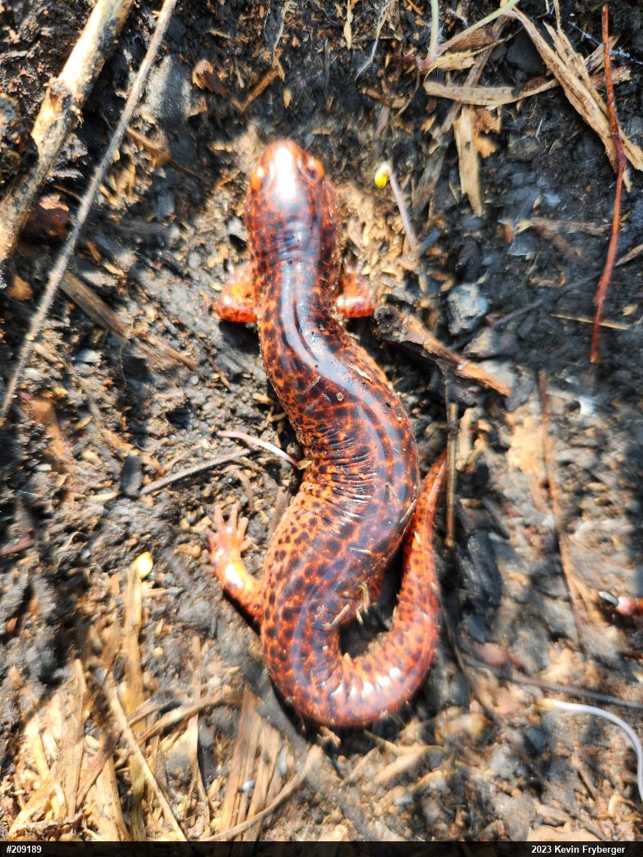 Northern Red Salamander