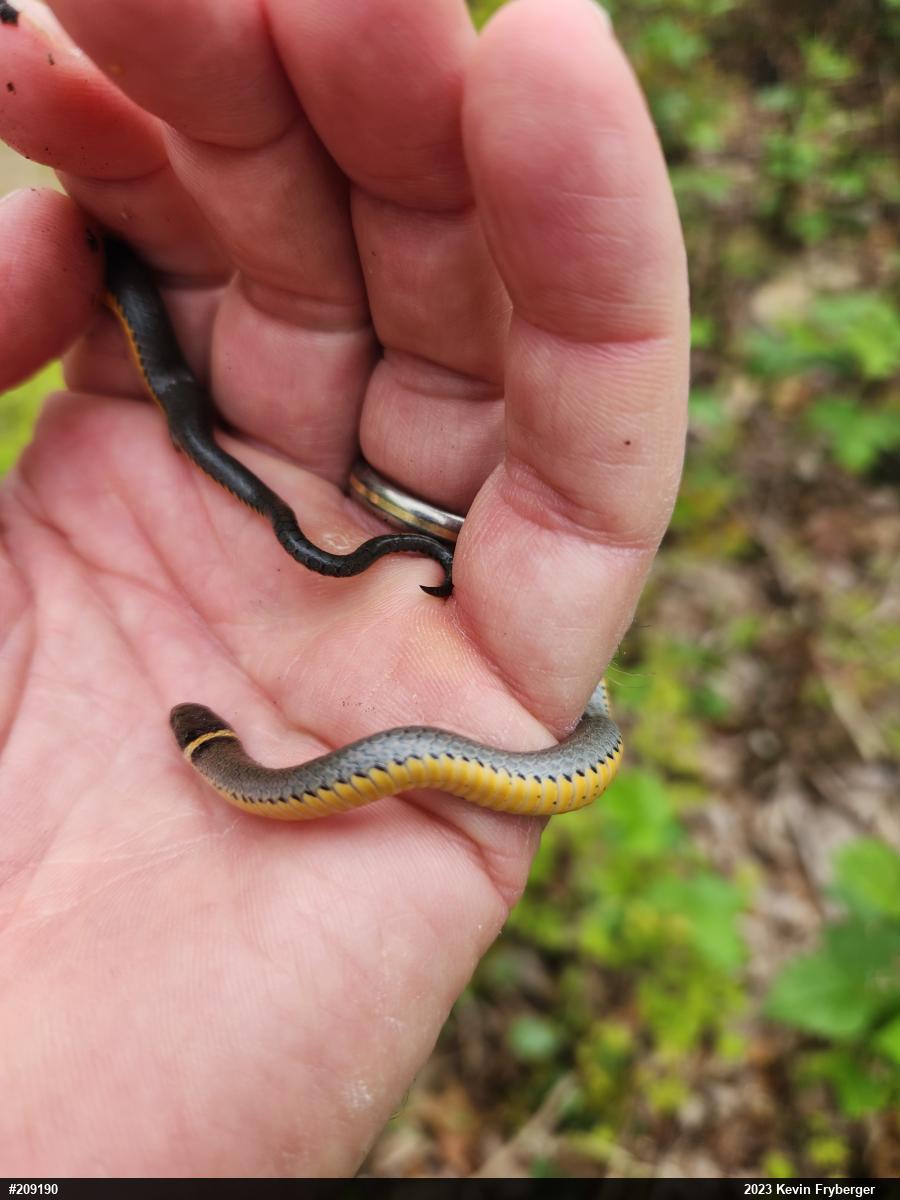 Northern Ring-necked Snake