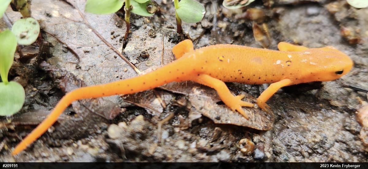 Red-spotted Newt