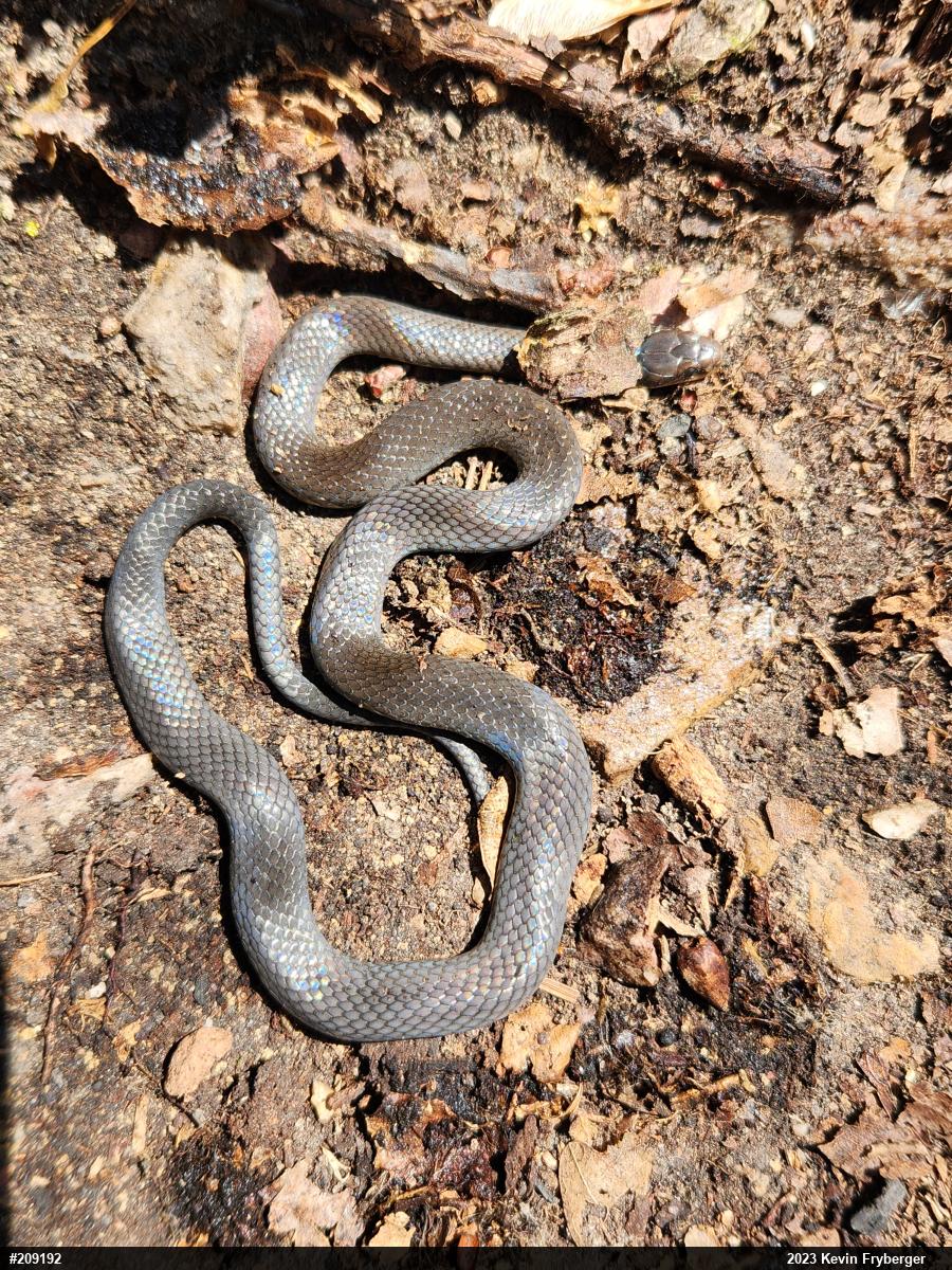 Northern Ring-necked Snake