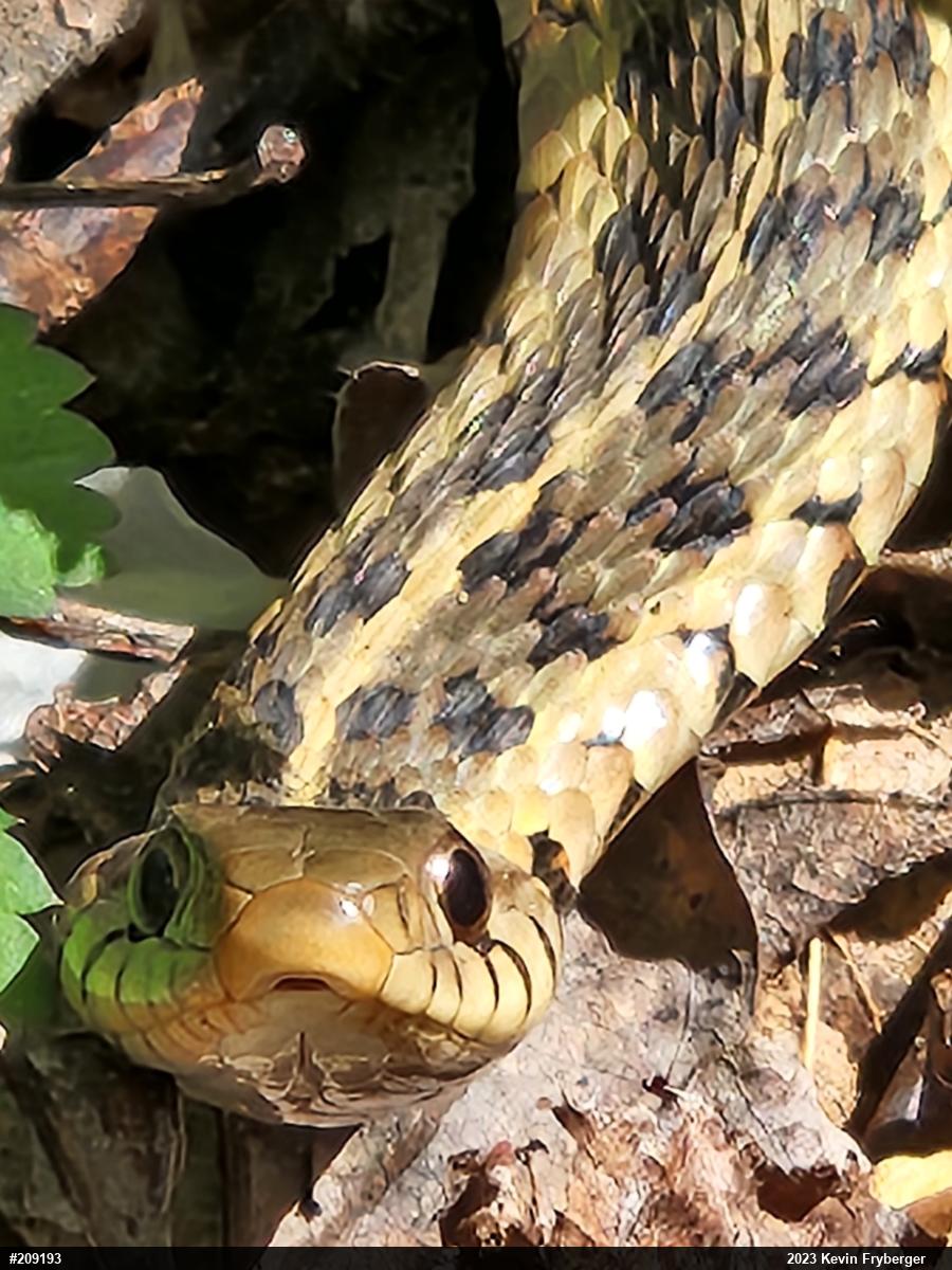 Eastern Gartersnake