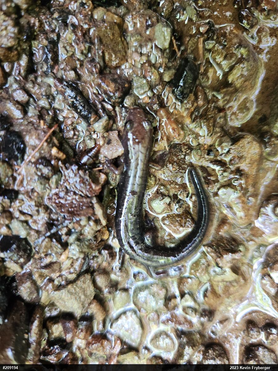 Allegheny Mountain Dusky Salamander