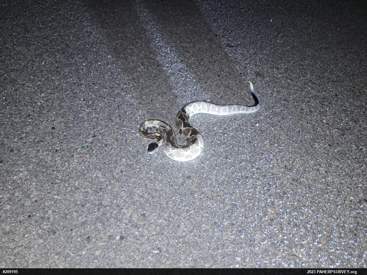 Timber Rattlesnake