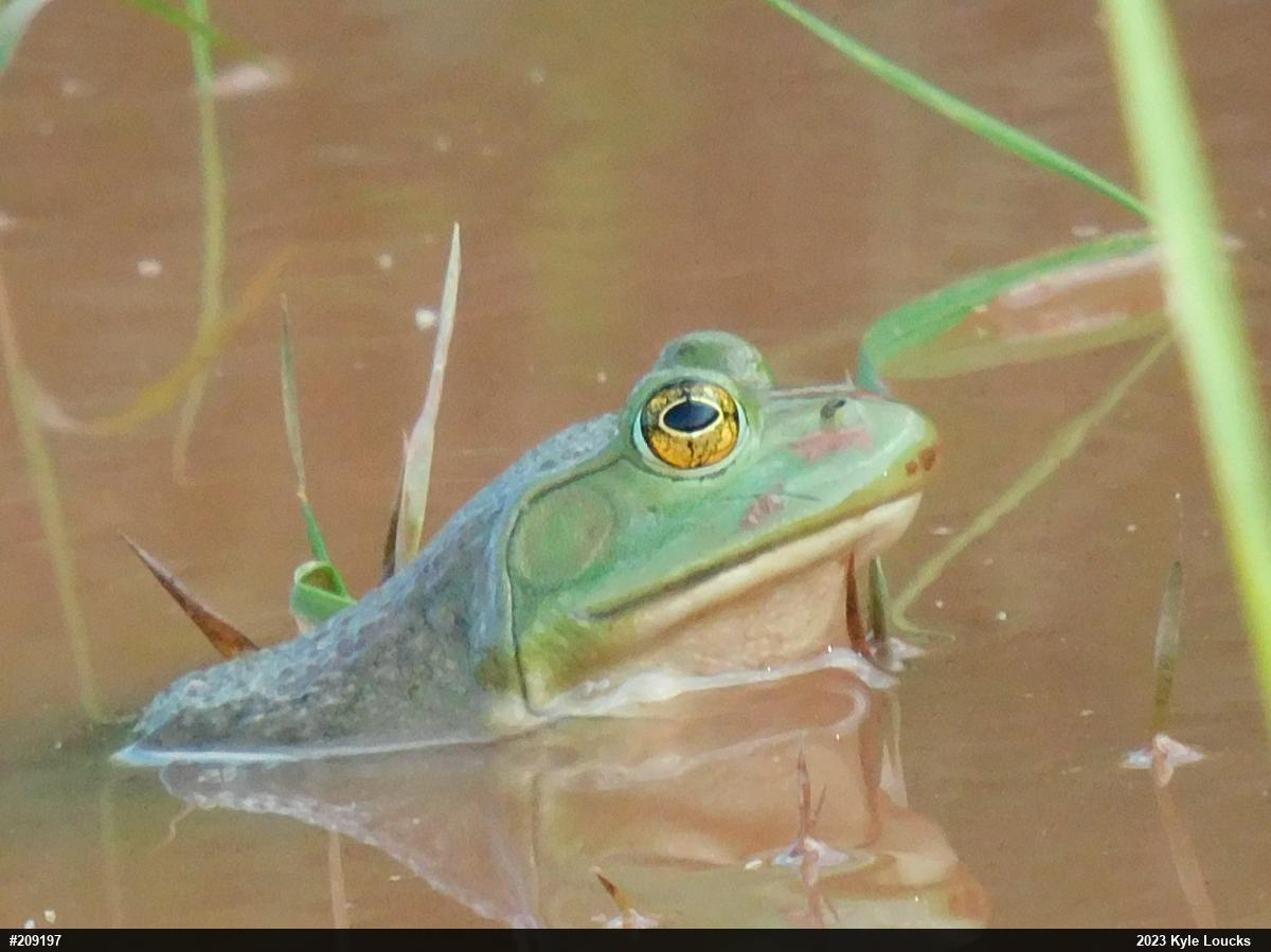 American Bullfrog