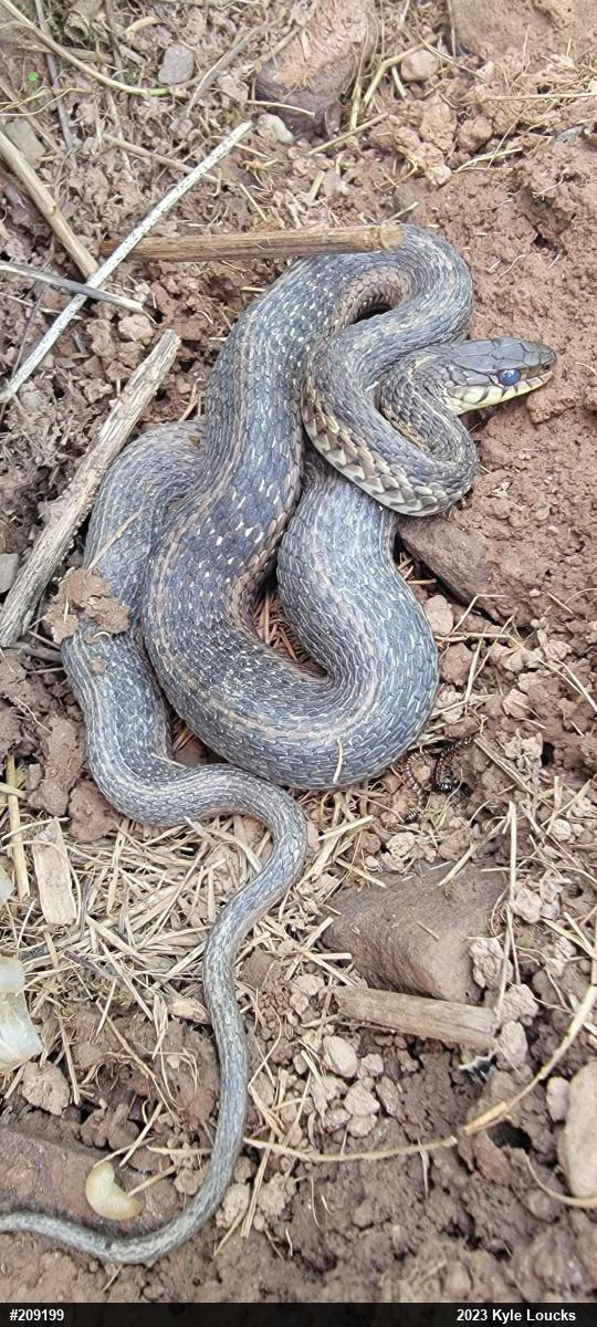 Eastern Gartersnake