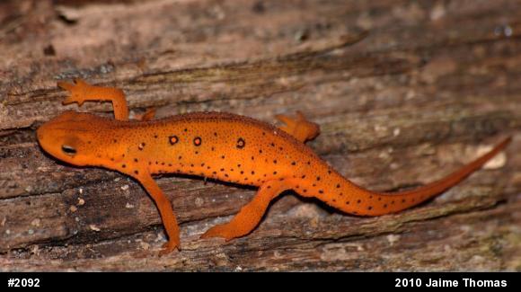 Red-spotted Newt