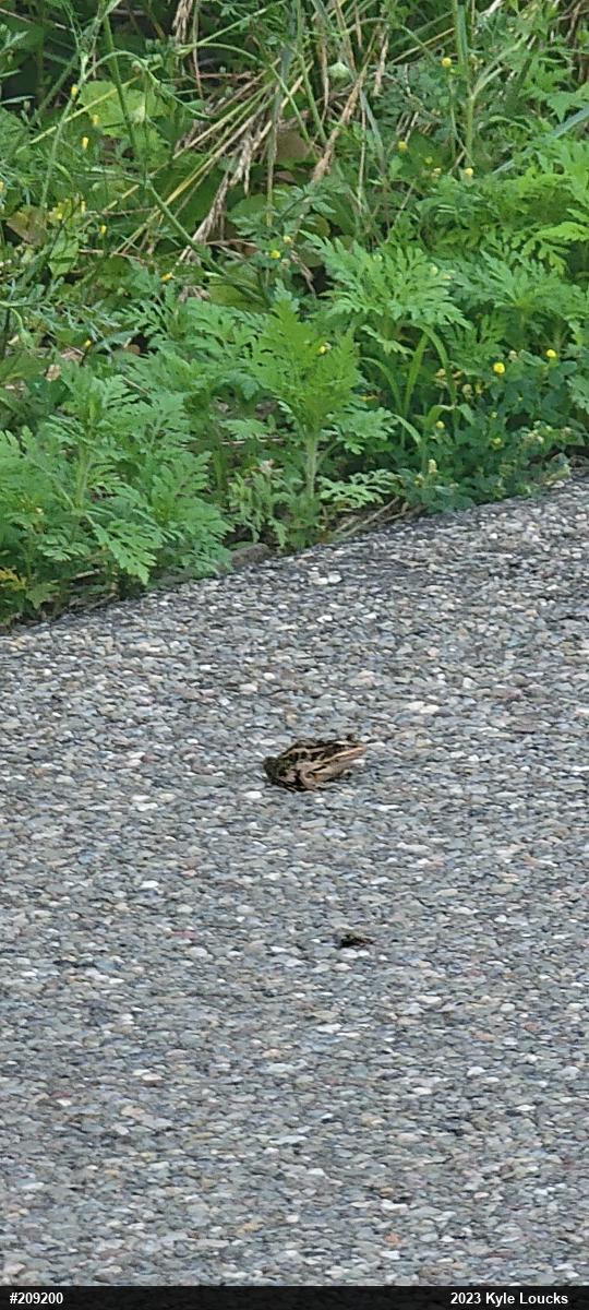 Pickerel Frog