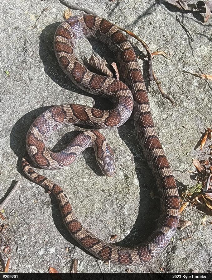 Eastern Milksnake