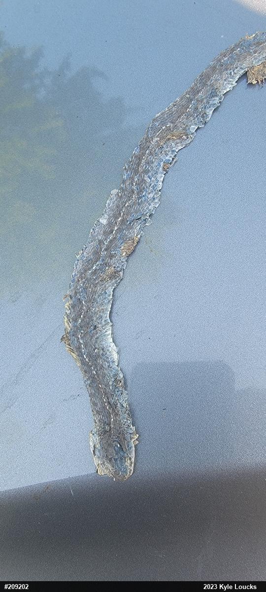 Eastern Gartersnake