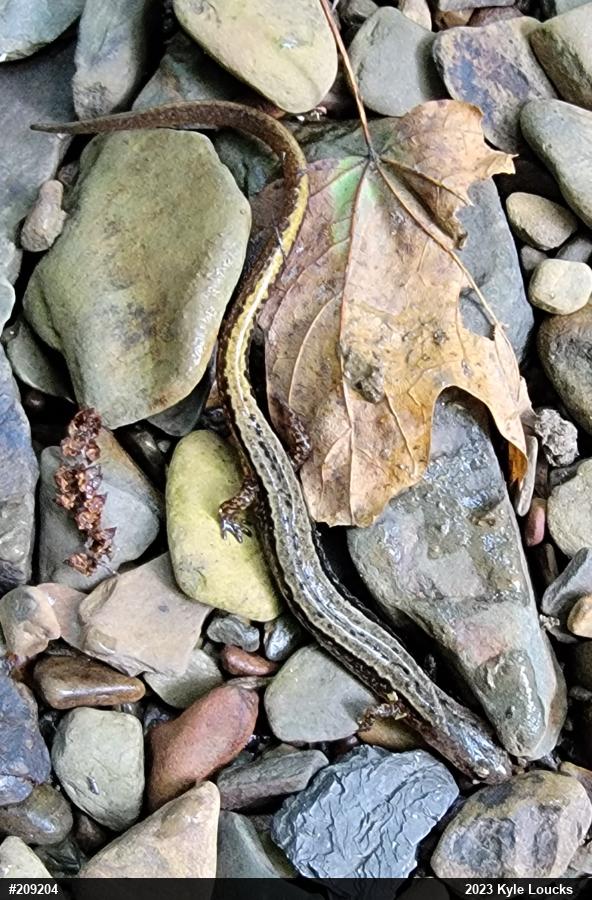 Northern Two-lined Salamander