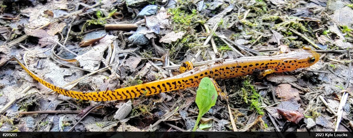 Eastern Long-tailed Salamander