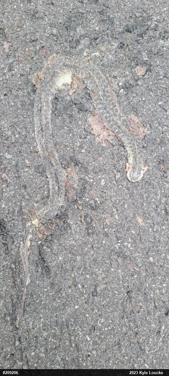 Eastern Gartersnake