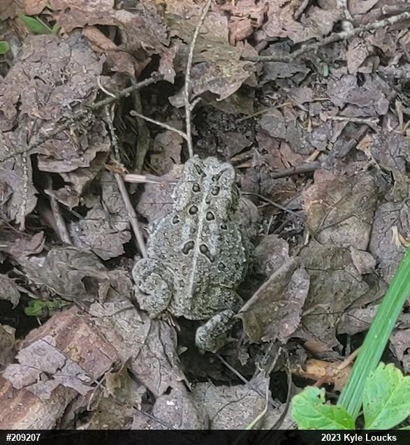 Eastern American Toad