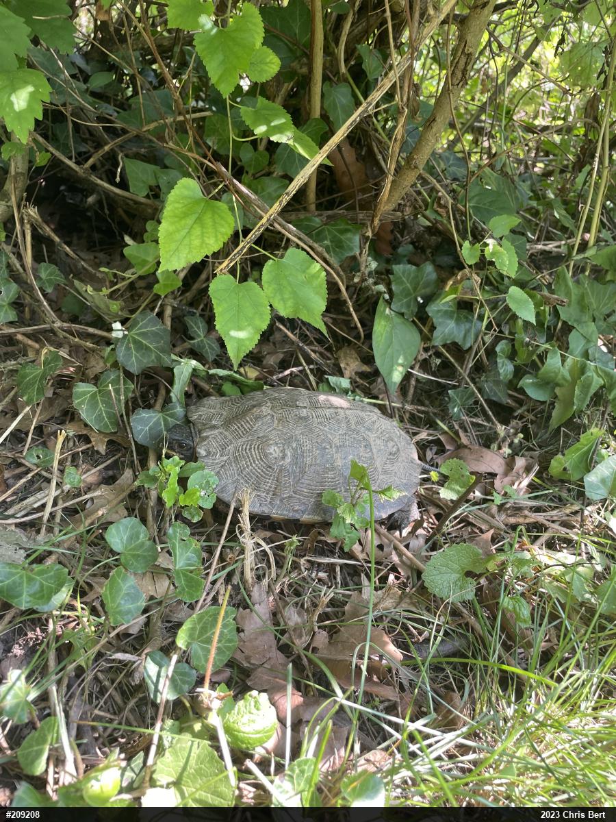 Wood Turtle