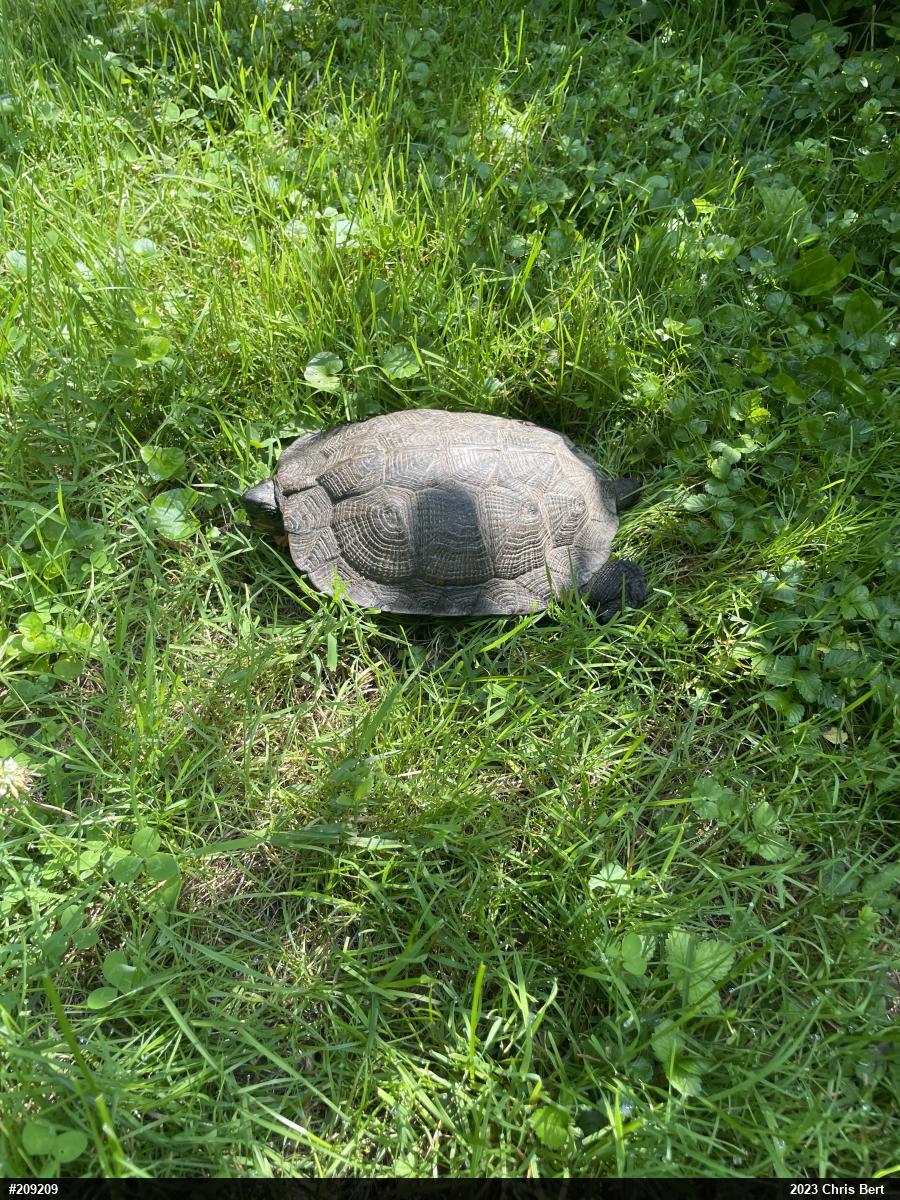 Wood Turtle